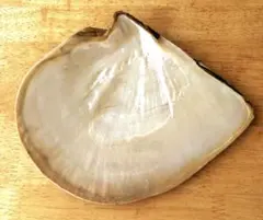 白蝶貝☆重さ305g