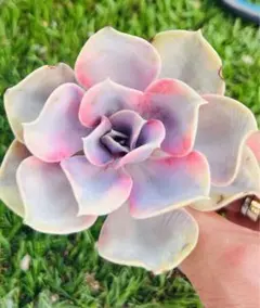 ゆみこふ様 ご専用　おまけ　速達付き　リクエスト 4点 まとめ商品