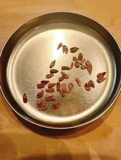 2026年最新】ウィンゾリー 種子の人気アイテム - メルカリ