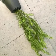 2025年最新】フペルジアの人気アイテム - メルカリ