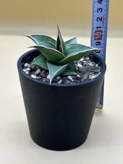 2025年最新】サンスベリア ピングイキュラの人気アイテム - メルカリ