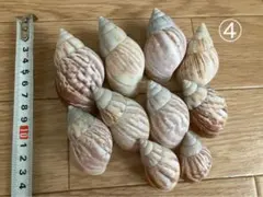 アフリカマイマイ 貝殻 沖縄産 ④