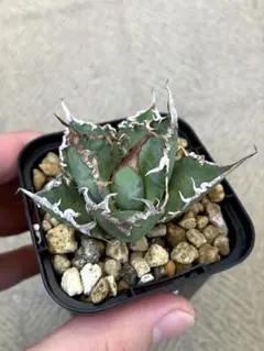 2026年最新】アガベ シーザー 大株の人気アイテム - メルカリ