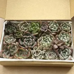 多肉植物　寄せ植えセット　多肉弁当　（カット苗）