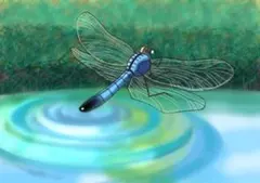 オリジナルイラスト 水辺のトンボ