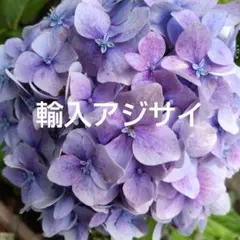 2026年最新】輸入アジサイ 苗の人気アイテム - メルカリ