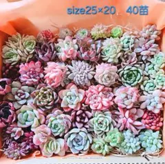 多肉植物 もりもり寄せ植えセット 25×20 40苗