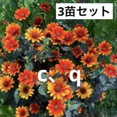 sai☆様 リクエスト 2点 まとめ商品