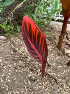 AlohaMama様 リクエスト 2点 まとめ商品