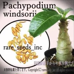 2026年最新】バロニー種子の人気アイテム - メルカリ