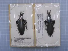 2026年最新】オサムシ 標本の人気アイテム - メルカリ