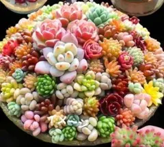 Nob6 大人気花団錦、韓国苗入り多肉抜き苗、カット苗セット　寄せ植えに