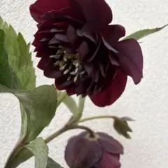 2026年最新】広瀬園芸の人気アイテム - メルカリ