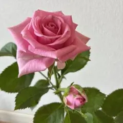 2026年最新】バラ苗木の人気アイテム - メルカリ