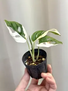 2025年最新】斑入りマドカズラの人気アイテム - メルカリ