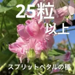 かずちゃん様 リクエスト 2点 まとめ商品