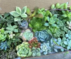 多肉植物 寄せ植えセット カット苗 エケベリア セダム
