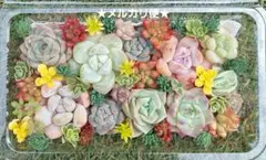SALE‼️【メルカリ便】多肉寄せ植え 多肉弁当 多肉詰め合わせ