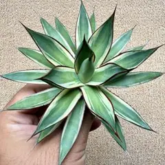 Lj_plants】Z247多肉植物 アガベ 鳳凰雷神 覆輪錦 - メルカリ