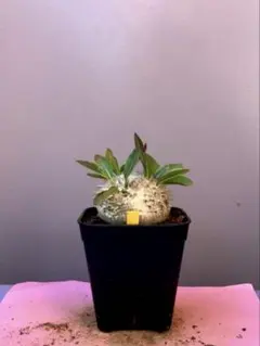 2025年最新】ブレビカウレの人気アイテム - メルカリ