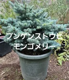 大型　プンゲンストウヒ　モンゴメリー　バケツ型ポット鉢植え　苗　美樹形　レアのサムネイル