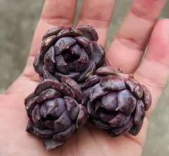 a-i…＊プロフ必読＊様 リクエスト 3点 まとめ商品