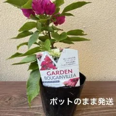 ブーゲンビリア苗木 1株 2株限りです♪早い者勝ち - メルカリ