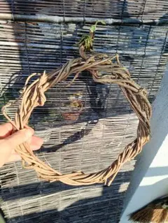 自然素材 円形リース 新芽付き掛け口あり