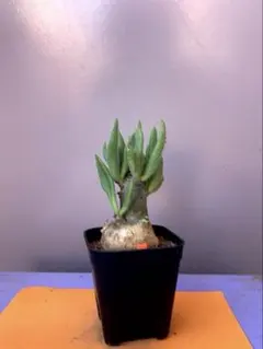 はるなつ様 リクエスト 3点 まとめ商品