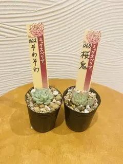 【メルカリ便】桜鬼つき　おらいさん　レア品種葉挿しセット　11点 メルカリ便】桜鬼つき おらいさん レア品種葉挿しセット 15点 - メルカリ