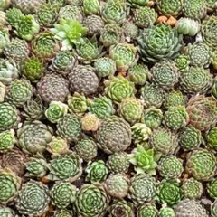 2025年最新】センペル ビウム セットの人気アイテム - メルカリ