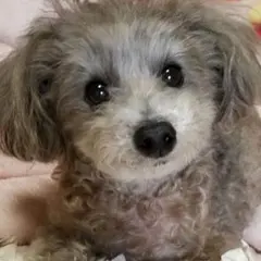 犬服♪手編み♪MYM様専用です