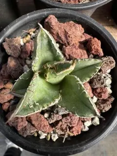 アガベ　チタノタ　オテロイ　豆豆龍　トトロ　ブツブツ　極上株　4 特選！ アガベ チタノタ オテロイ 豆豆龍 トトロ ブツブツ 極上株 特選