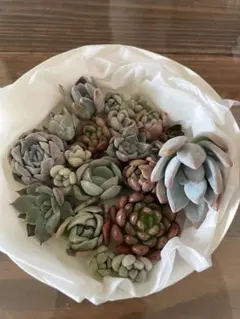 多肉植物 カット苗 詰め合わせ ぎゅうぎゅう2パックセット - メルカリ