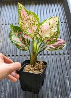 2026年最新】アグラオネマアンヤマニートリカラーの人気アイテム