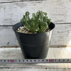 mgmg☆断捨離中(´- `*)様 リクエスト 2点 まとめ商品