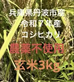 兵庫県丹波市産！令和7年産 農薬不使用コシヒカリ玄米3kgのサムネイル