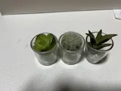 ミニチュア植物セットのサムネイル