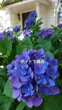 2025年最新】紫陽花挿し木の人気アイテム - メルカリ