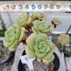 現品 アエオニウム リトルフォックス 抜き苗 多肉植物 - メルカリ