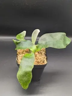 レカノプテリス バルゴイ Lecanopteris balgooyi #3 - メルカリ