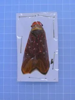 2025年最新】標本の人気アイテム - メルカリ