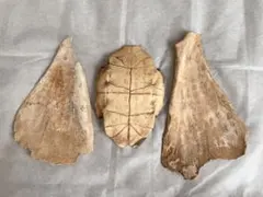 Item thumbnail for item c0c0d880-6377-4225-84c1-6b95261ee5c6