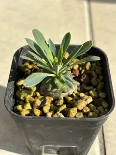 2025年最新】鉄甲丸の人気アイテム - メルカリ