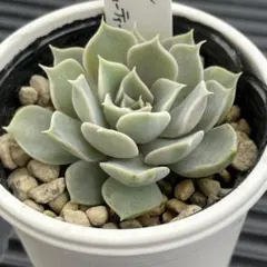 ののい様 リクエスト 2点 まとめ商品