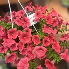 ペチュニア 花衣 茜染 5号鉢 - メルカリ