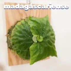 ビカクシダ madagascariense 板付 マダガスカリエンセ M-1のサムネイル