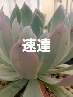 綾鷹様 リクエスト 2点 まとめ商品