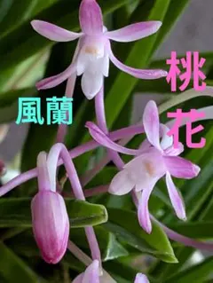 【桃花】風蘭　植物　フウラン　着生ラン　山野草　セッコク　1株2本立てのサムネイル