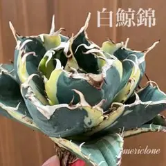 アガベ チタノタ「白鯨錦」極上株 白中斑入り 希少種 2025年最新】アガベ白鯨錦の人気アイテム - メルカリ